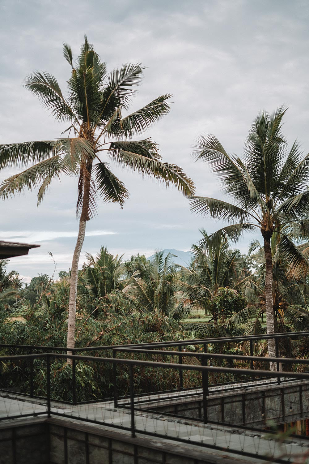 Palmenlandschaft mit blauem Himmel